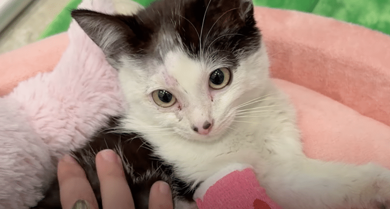 Local shelters and foster care networks working together for animal rescue.